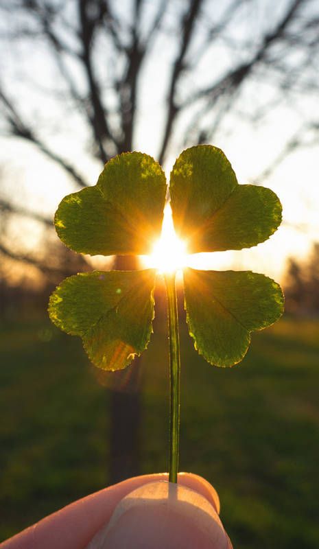 Ruka držiaca štvorlístok proti slnku – manifestácia, šťastie a rovnováha Lagom